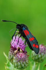 Vertical closeup on the colorful  day-flying moth, Zygaena filipendulae or six spot burnet