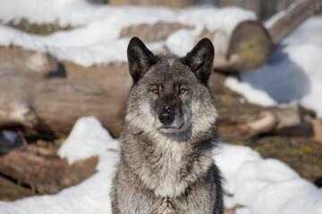 Portrait of cute black canadian wolf is standing on a white snow and looking away. Canis lupus pambasileus.