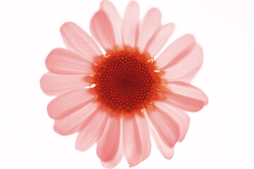 Margerite in rosa/rot Touch, close up