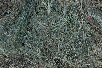 Texture of the dried hay