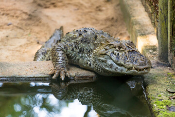 Alligator (jacaré do papo amarelo) in the park in Rio de Janeiro, Brazil.