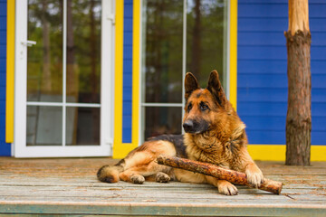 large shepherd dog holding a stick laying near the door of the house