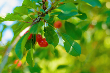 juicy red cherry among green leaves