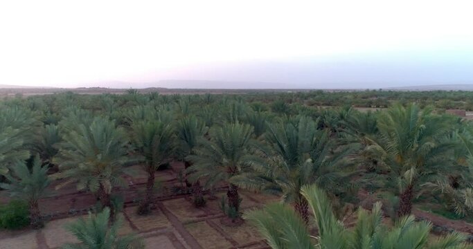 Zagora Morocco, aerial view of palm oasis  