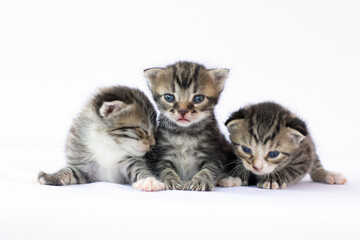 Fototapeta na wymiar Three Adorable Newborn Kittens on a White Background