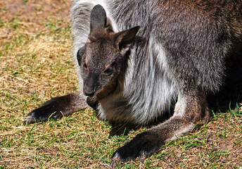 View of a furry Australian wallaby mother with a baby joey in her pouch