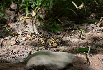 Eastern Tiger Swallowtail