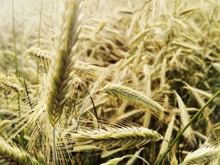 Ears of wheat