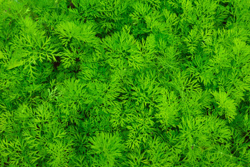 juicy fresh greens. Growing dill and parsley
