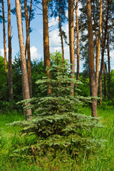 one young green spruce on the background of a pine forest