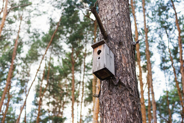 wooden Birdhouse hang on a pine tree - 442012985