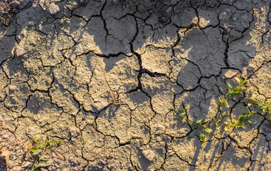 cracked soil during the dry hot season