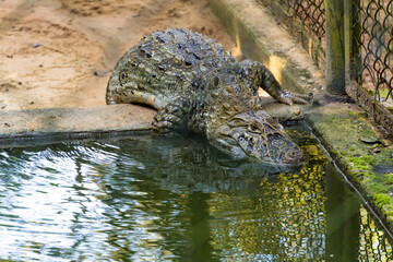 Alligator (jacaré do papo amarelo) in the park in Rio de Janeiro, Brazil.