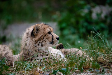 Cheetah resting on a hot day