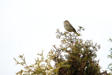 The corn bunting (Emberiza calandra) sitting on the grean  branch. Not common, but very rear big songbird.