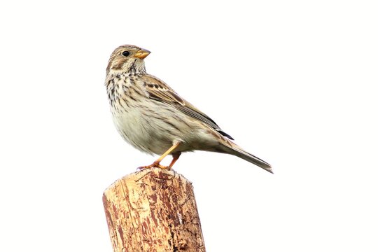 The corn bunting (Emberiza calandra) sitting on the grean  branch. Not common, but very rear big songbird.