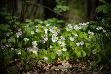 Forest spring flowers close-up on a sunny day.