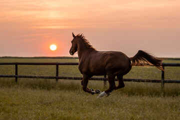 Pferd galoppiert im Sonnenuntergang