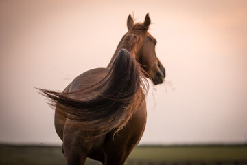 Pferdeschweif im Galopp © Nadine Haase