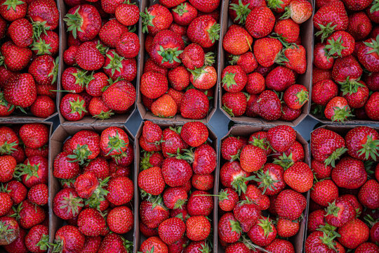 Red ripe juice fresh organic strawberry packed in eco friendly paper cardboard boxed at wholesale storage market for transportation and shipping export and import. Nutritious healthy berry diet food