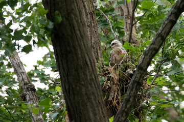 red shouldered hawk babies at nest