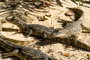Alligator puppies (pap yellow alligator) in the park of Rio de Janeiro, Brazil.