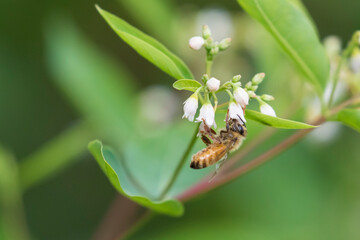 honey bee (also spelled honeybee)