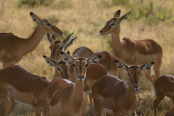 Close-up of herd of female impala