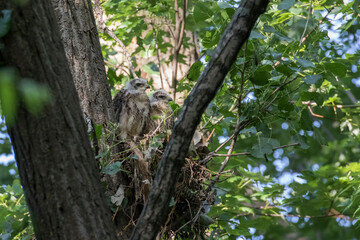 red shouldered hawk babies at nest