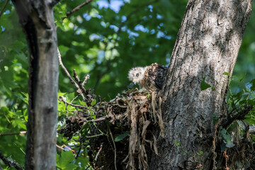 red shouldered hawk babies at nest