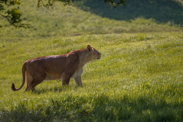 Lioness walking in the wilderness.