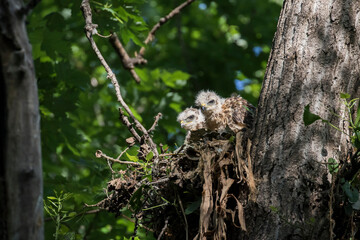 red shouldered hawk babies at nest