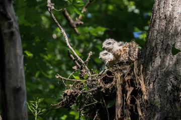 red shouldered hawk babies at nest