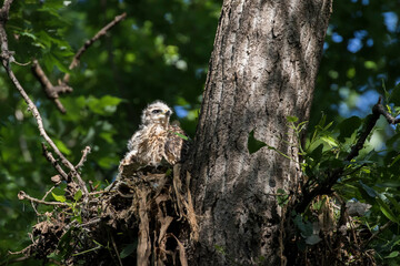 Obraz premium red shouldered hawk babies at nest