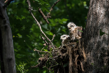 red shouldered hawk babies at nest