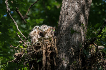 red shouldered hawk babies at nest