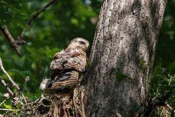 Obraz premium red shouldered hawk babies at nest