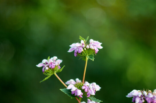 Wild nettle flowers are blooming.