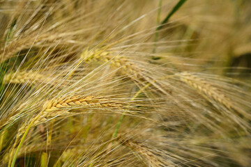 Fototapeta premium Close up of ears of barley on a grain field that are growing and not not ripe