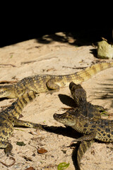 Alligator puppies (jacaré do papo amarelo) in the park of Rio de Janeiro, Brazil.