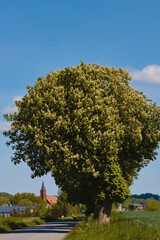 Fototapeta premium chestnut blossom