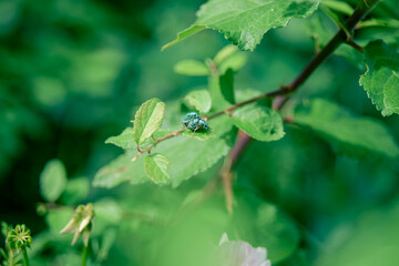 fly on a leaf