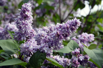 Lilac trees blooming in the garden