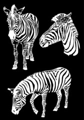 Fototapeta na wymiar Graphical collection of zebra , vector elements isolated on black background