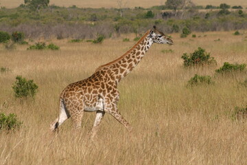 Naklejka na ściany i meble Single Masai giraffe walking in yellow grass on the Masai Mara