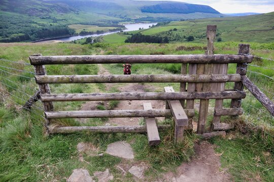 five bar wooden fence with stile and dog on other side with countryside view