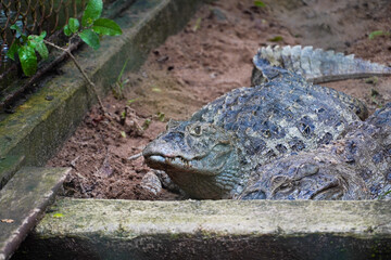 Alligator (jacaré do papo amarelo) in the park in Rio de Janeiro, Brazil.