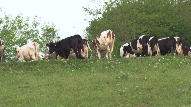 Cows grazing on a meadow on a sunny day. Relaxing 4k horizontal video dairy cattle in the glassland.  European pasture with farm cattle eating grass.