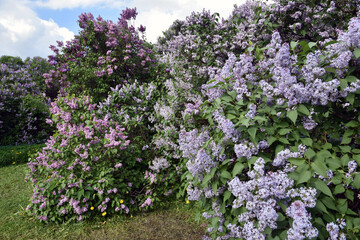 Obraz premium Lilac trees blooming in the garden