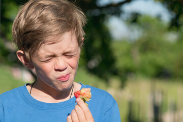  A little boy eats ripe strawberries in the garden